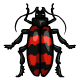 Coi_Scarab_Redstripe